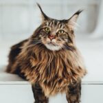 The Growing Popularity of the Maine Coon_ Care, Personality, and What New Owners Should Expect