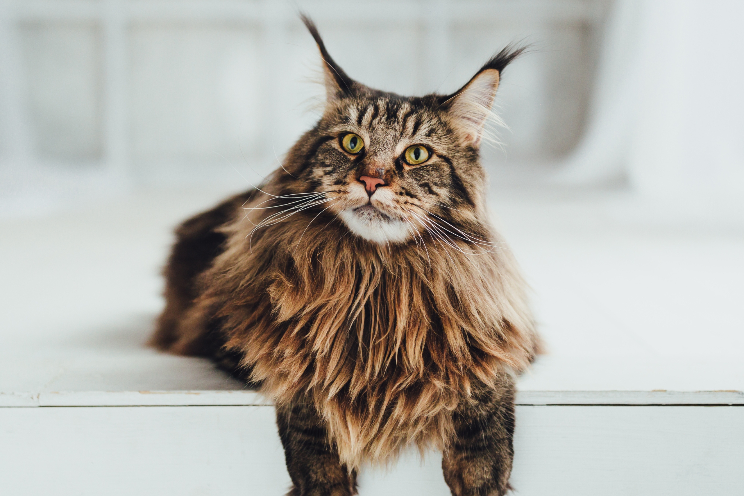 The Growing Popularity of the Maine Coon_ Care, Personality, and What New Owners Should Expect